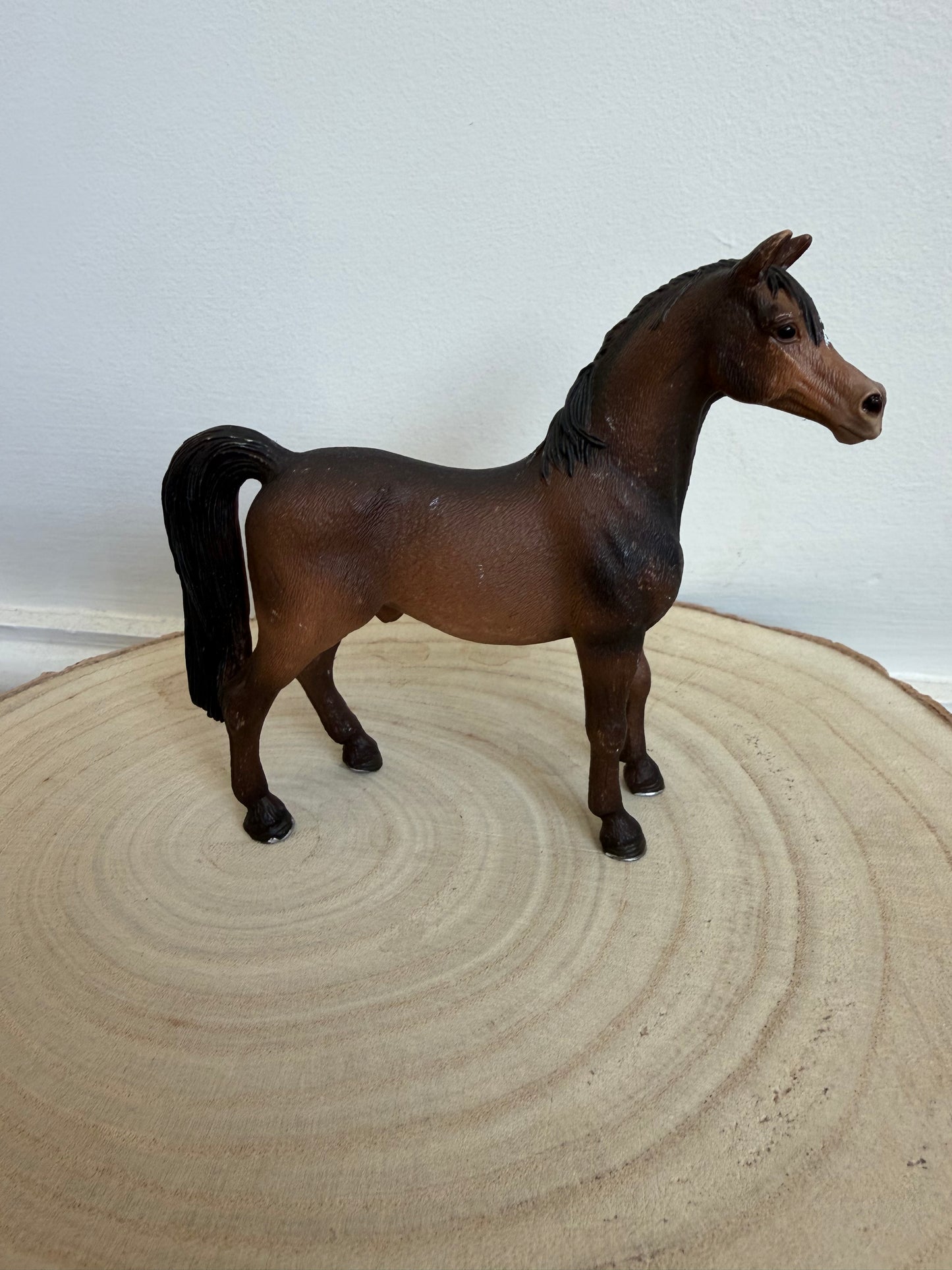 ✨Re-Loved Rockstar Arabian Stallion – 2007