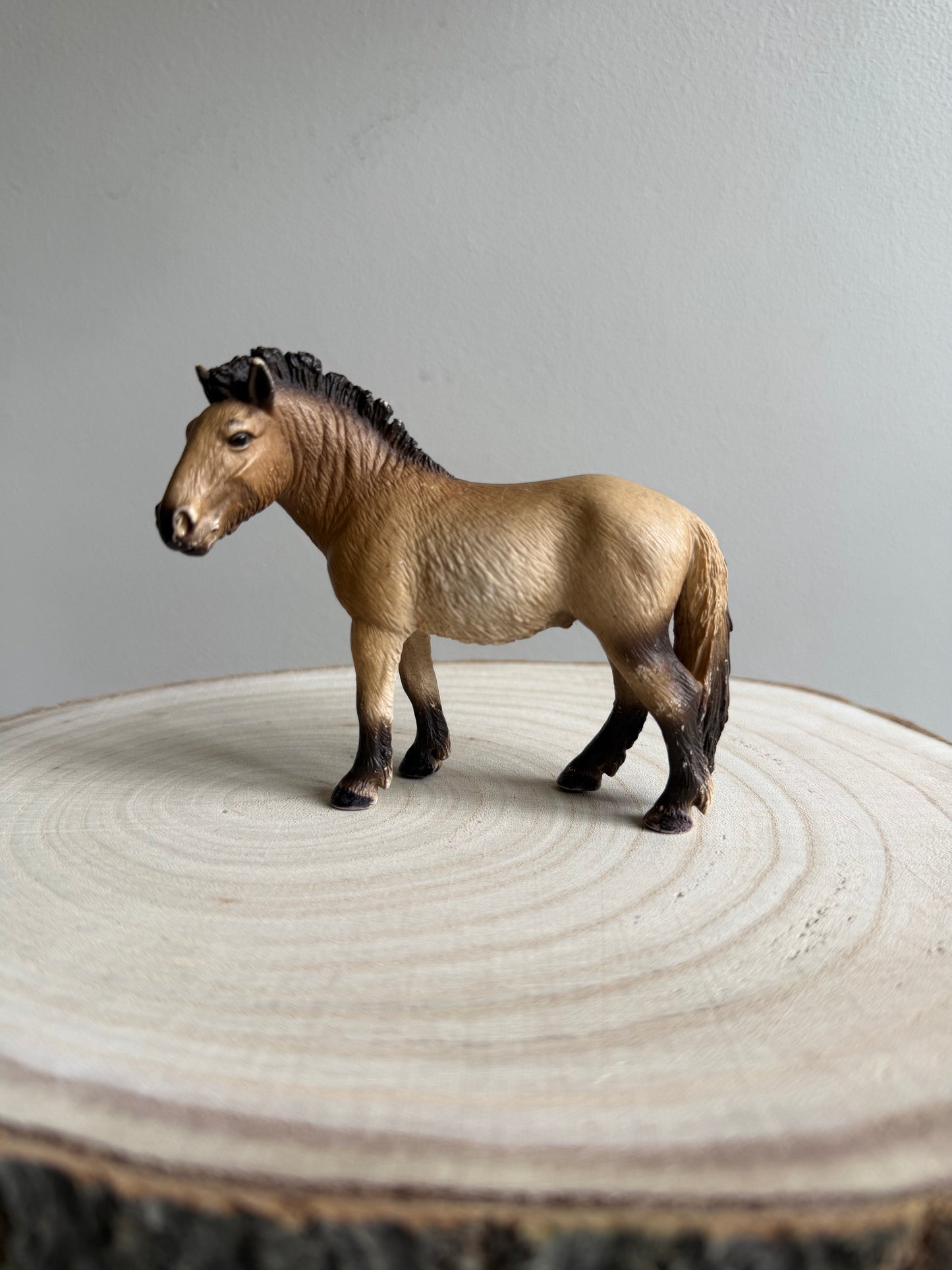 Re-Loved Rockstar: Przewalski's Mare