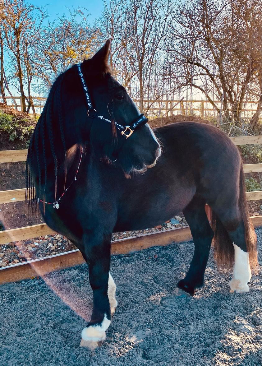 Rock Star Rocking Horse Head Collar - Rock Star Black