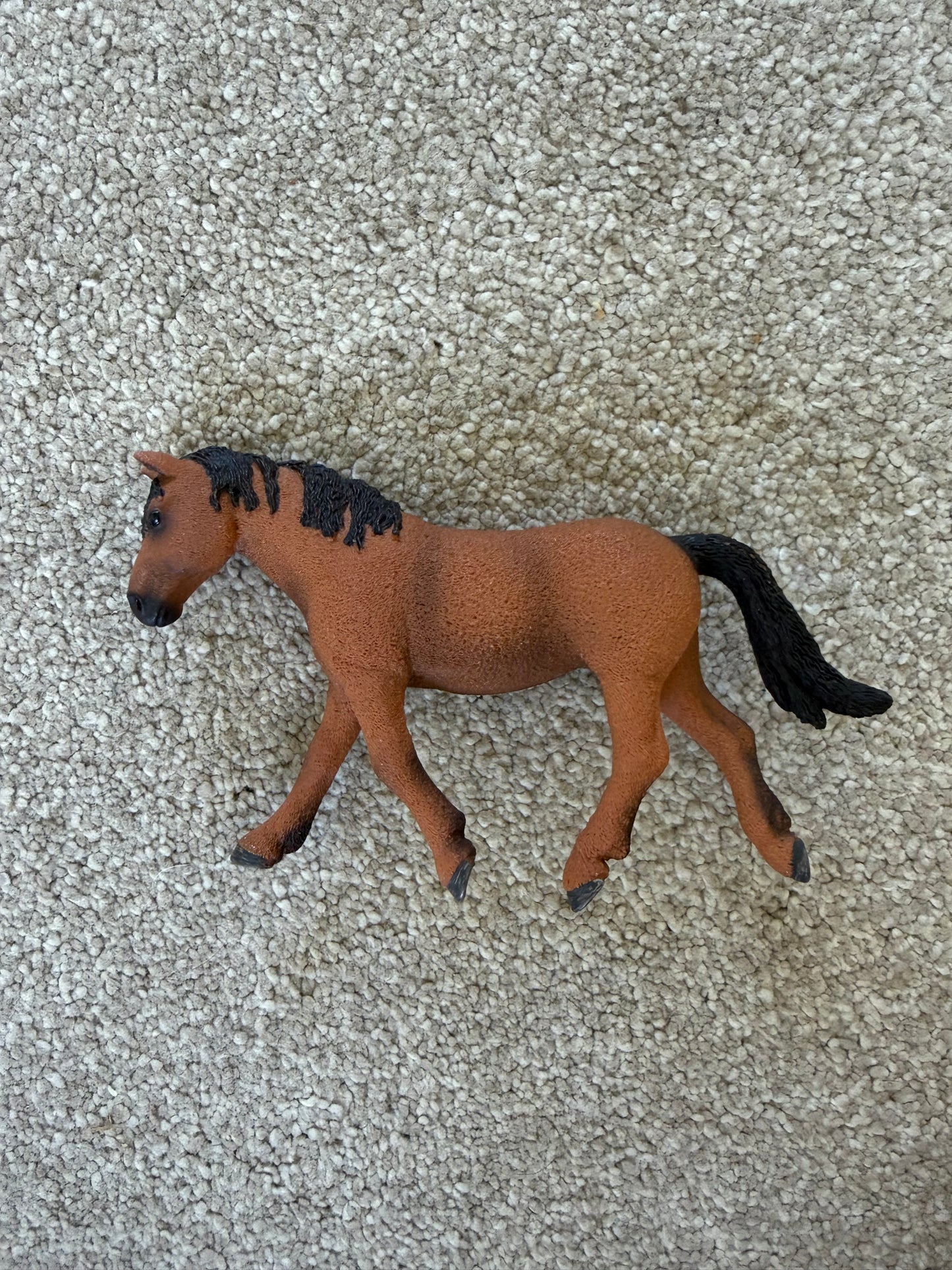 ✨Re-Loved Rockstar Bashkir Curly Mare