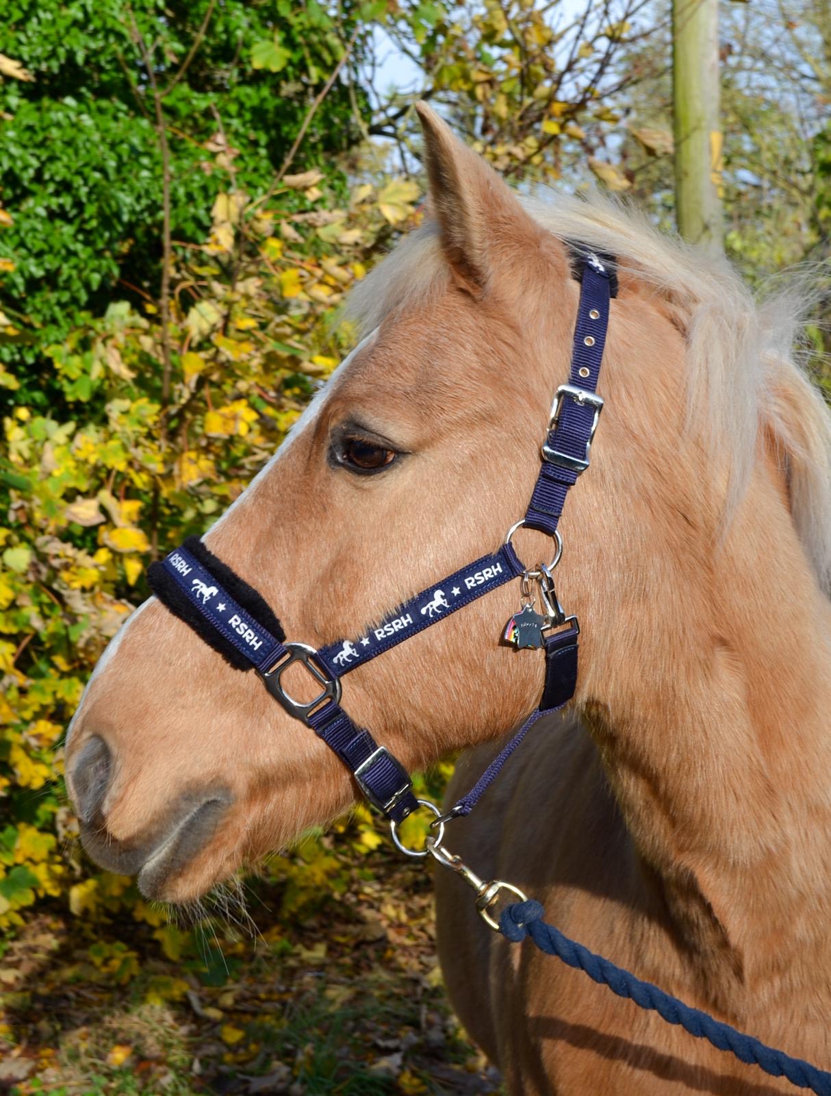 Rock Star Rocking Horse Head Collar - Midnight Harmony