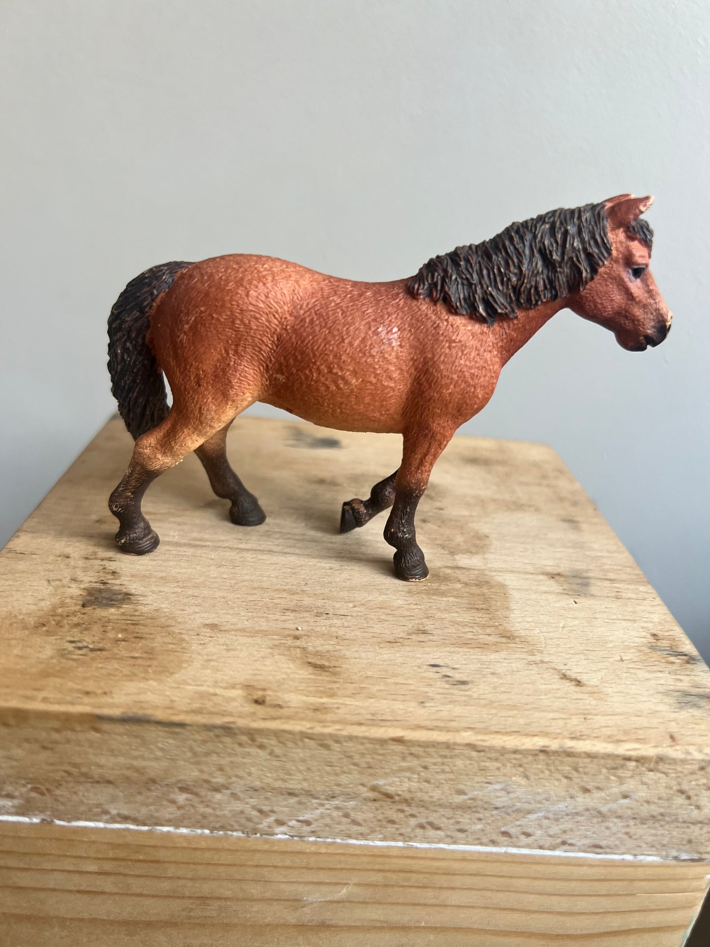 ✨Re-Loved Rockstar Dartmoor Mare – Bronte