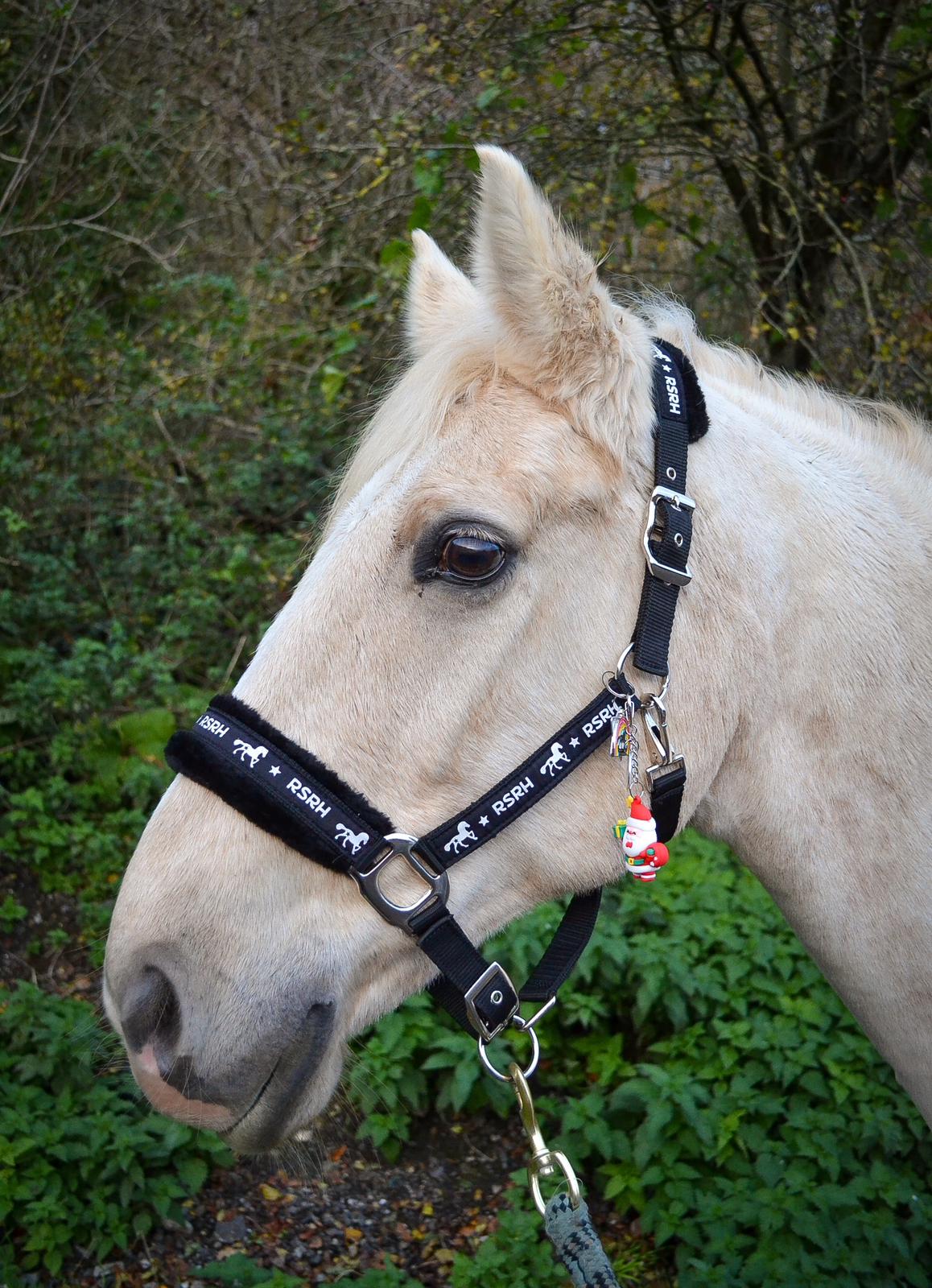 Rock Star Rocking Horse Head Collar - Rock Star Black