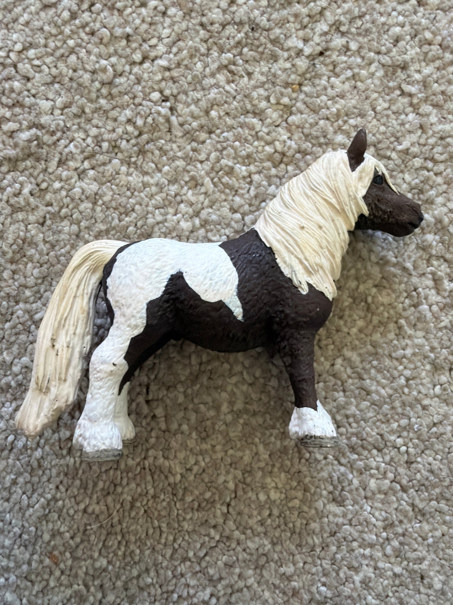 ✨Re-Loved Rockstar Shetland Pony Gelding - Roco