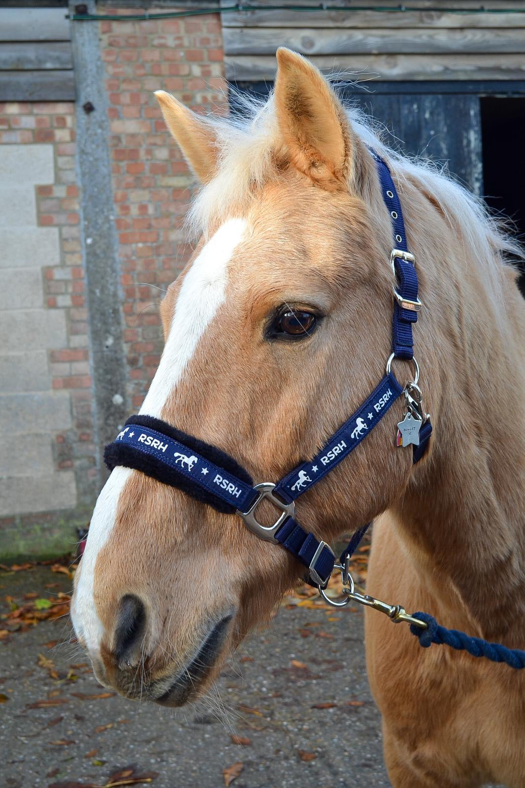 Rock Star Rocking Horse Head Collar - Midnight Harmony