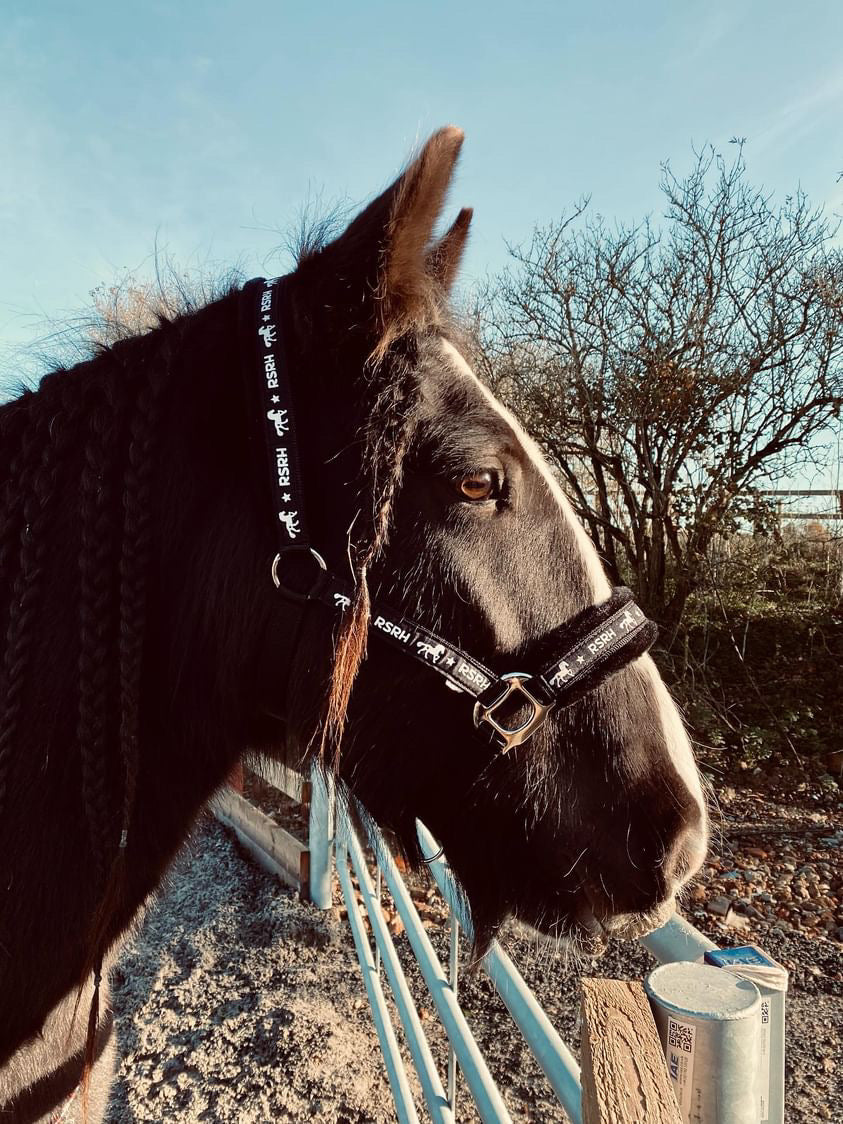 Rock Star Rocking Horse Head Collar - Rock Star Black