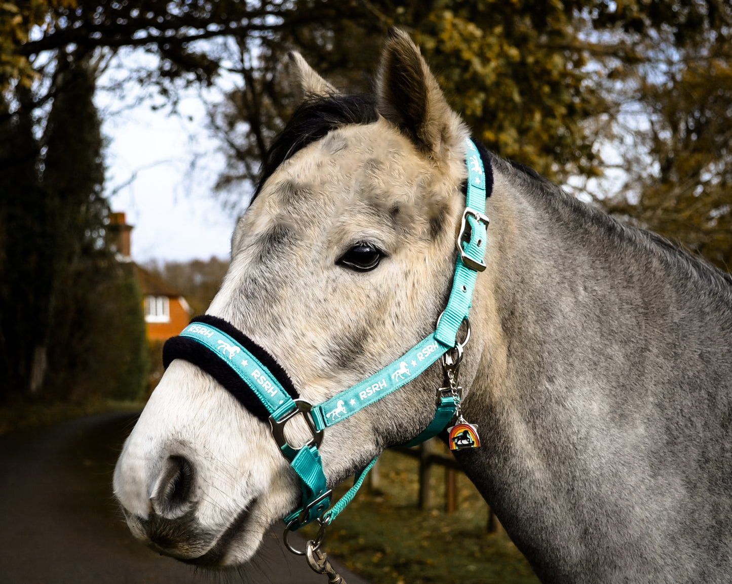 Rock Star Rocking Horse Head Collar - Rebel Teal