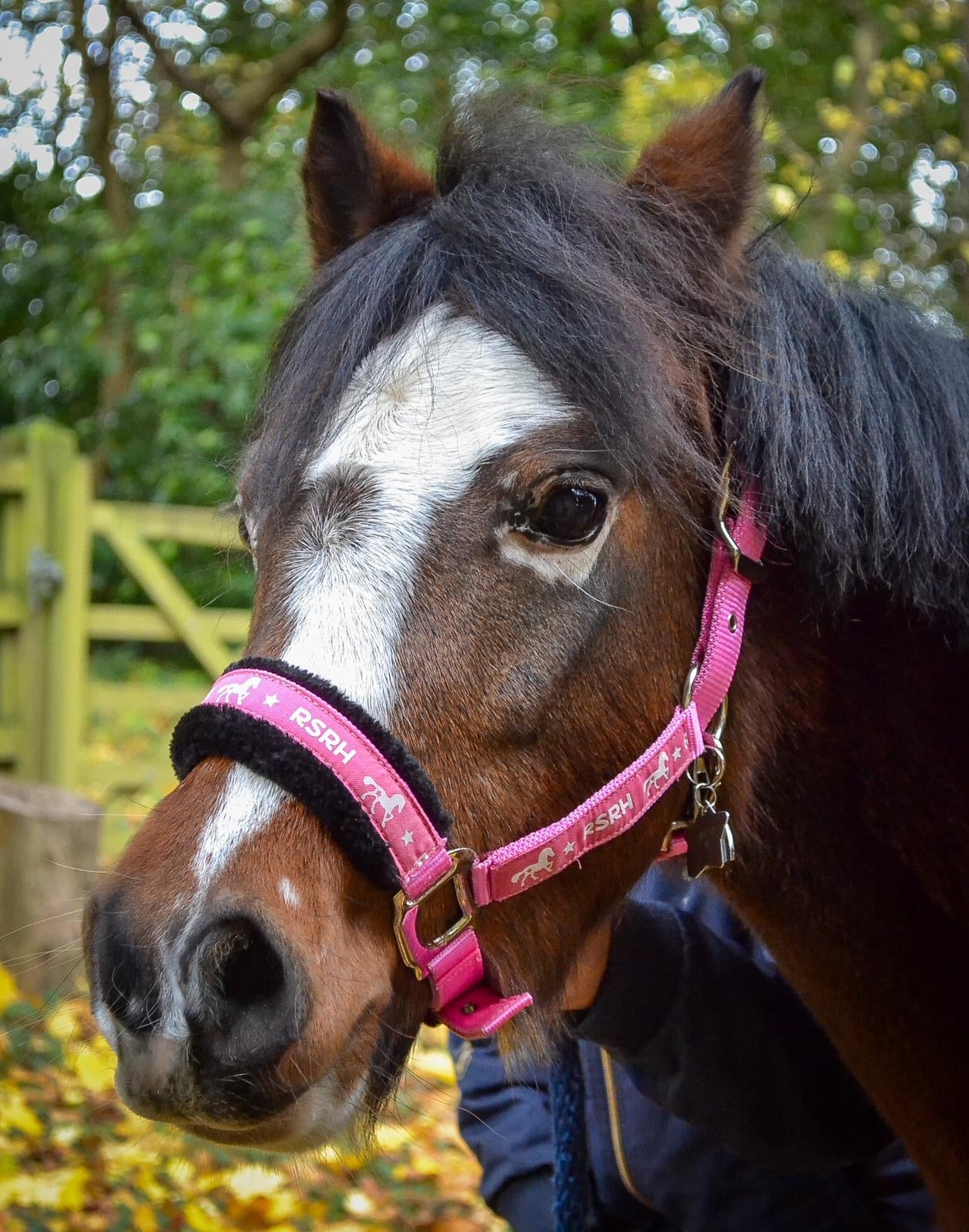 Rock Star Rocking Horse Head Collar - Electric Pink