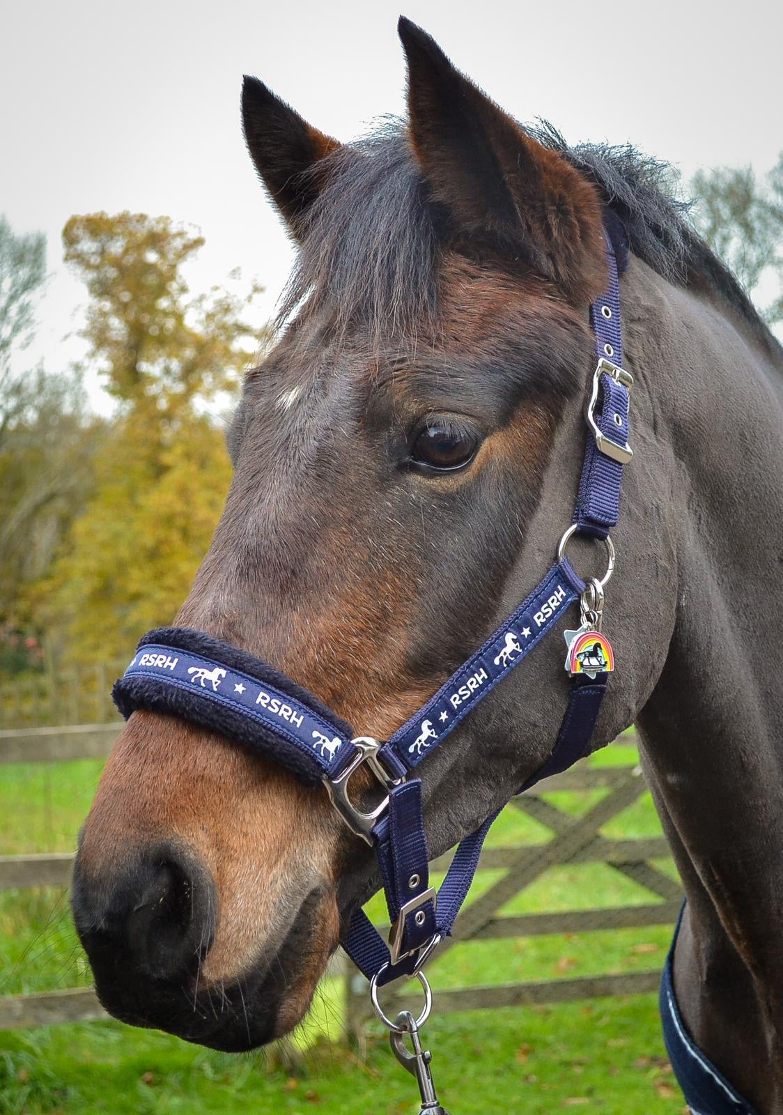 Rock Star Rocking Horse Head Collar - Midnight Harmony