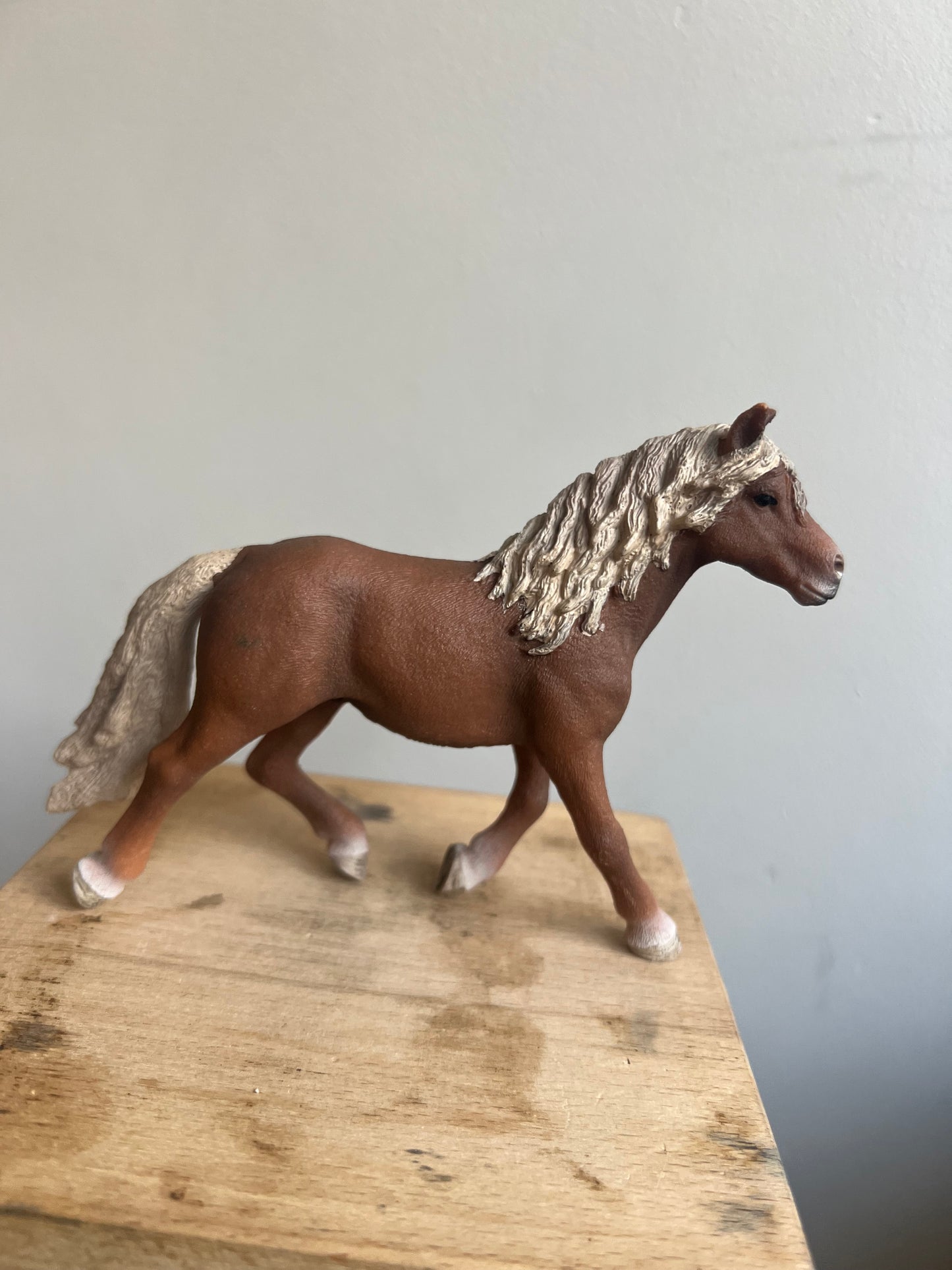 ✨Re-Loved Rockstar Haflinger Stallion – Robin