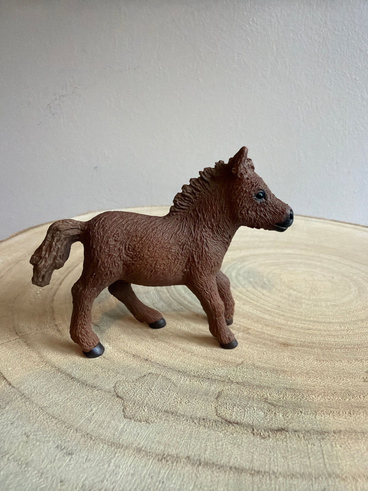 ✨Re-Loved Rockstar Shetland Pony Foal  ✨Topsy