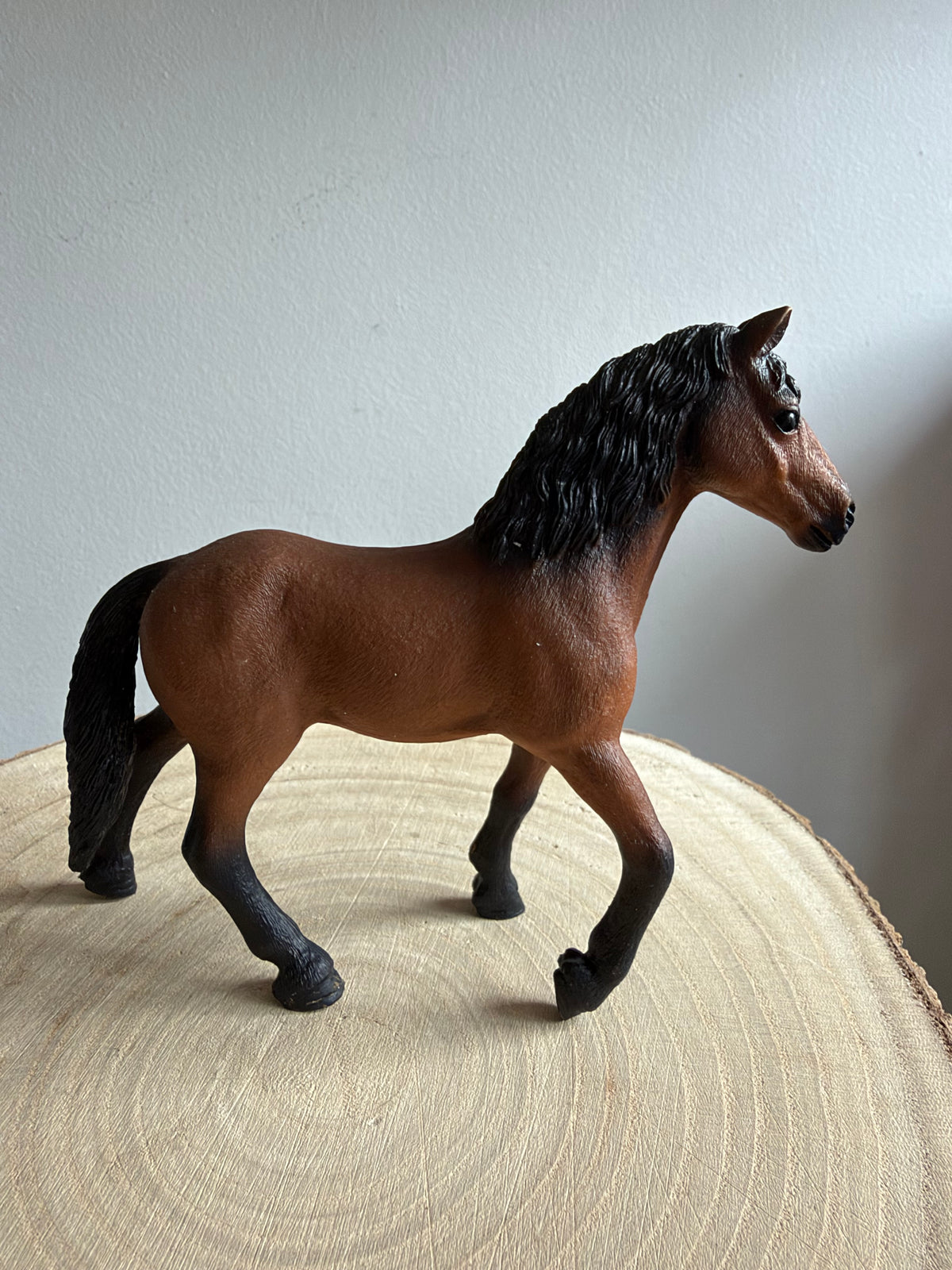 Re-Loved Rockstar: Pura Raza Gelding - Lorenzo