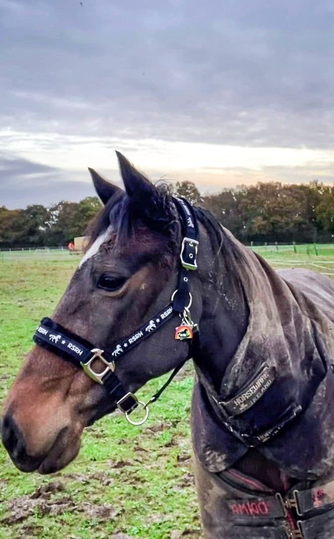 Rock Star Rocking Horse Head Collar - Rock Star Black